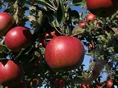 lord Lamb apple trees