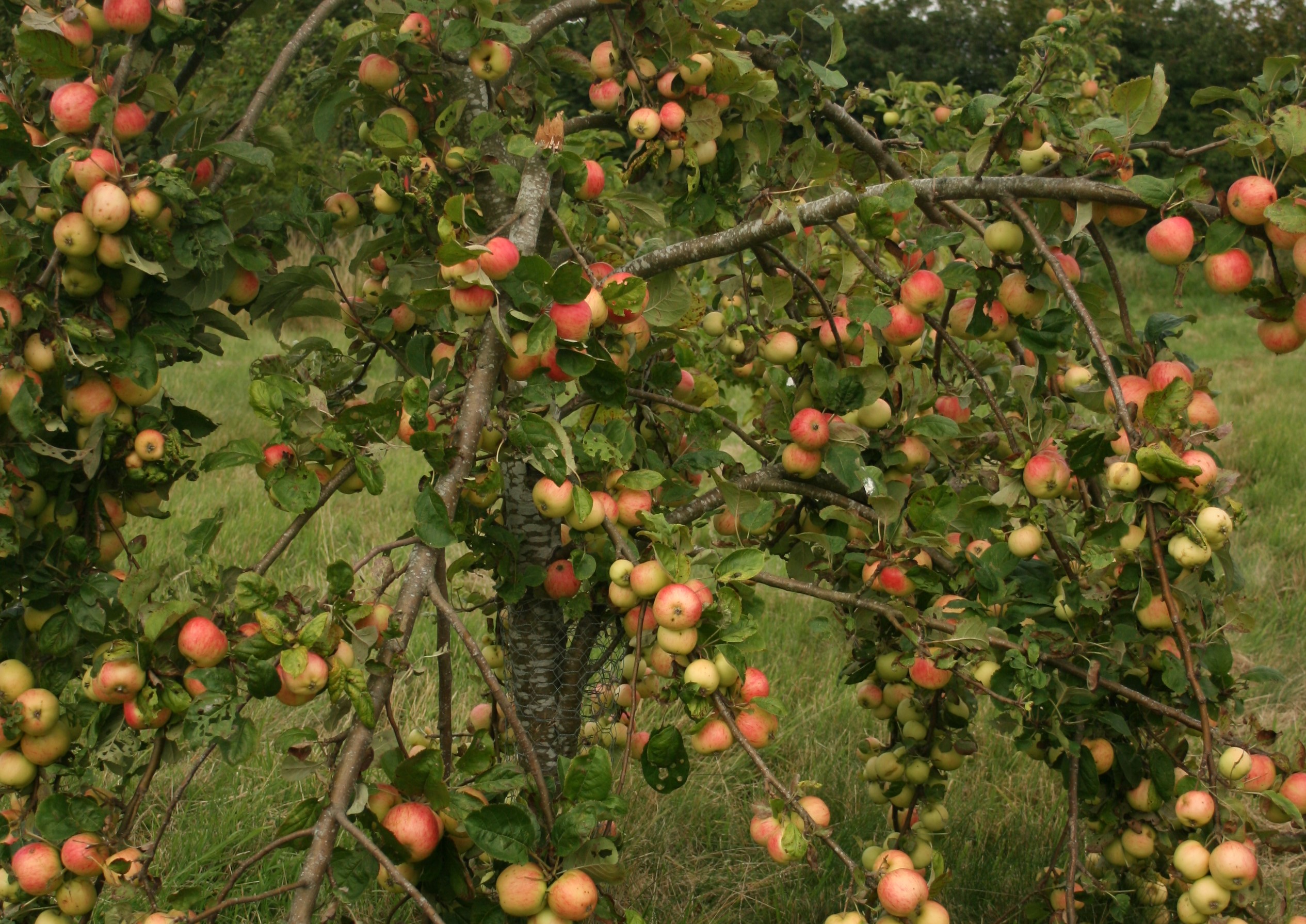 Factors to consider when buying Apple trees